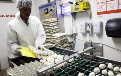 TSL Working With New Liquid Egg Manufacturer