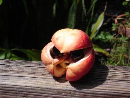 Be careful of that unripe ackee